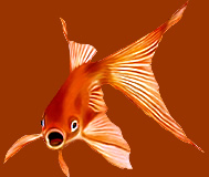 goldfish